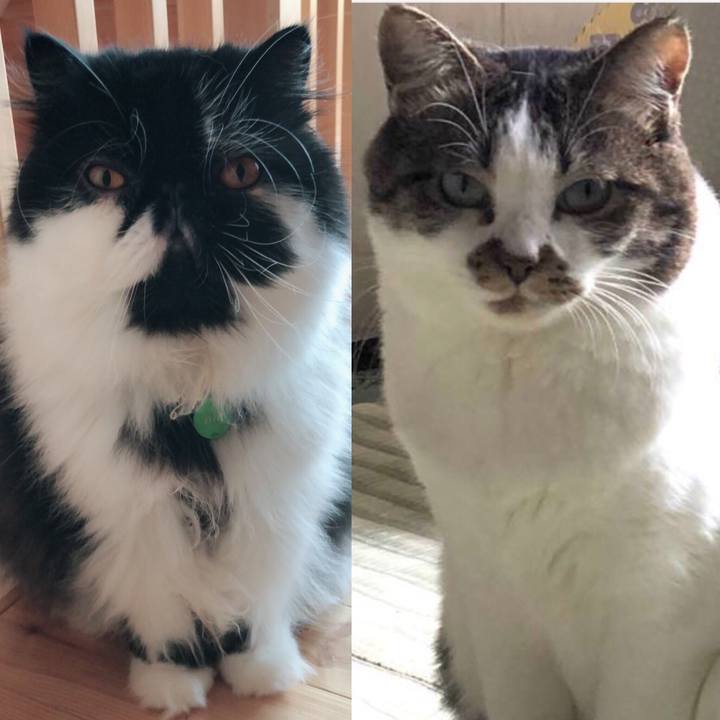 E51cba83 773b 4326 b5e2 b7faeeb8f097 1539884764552