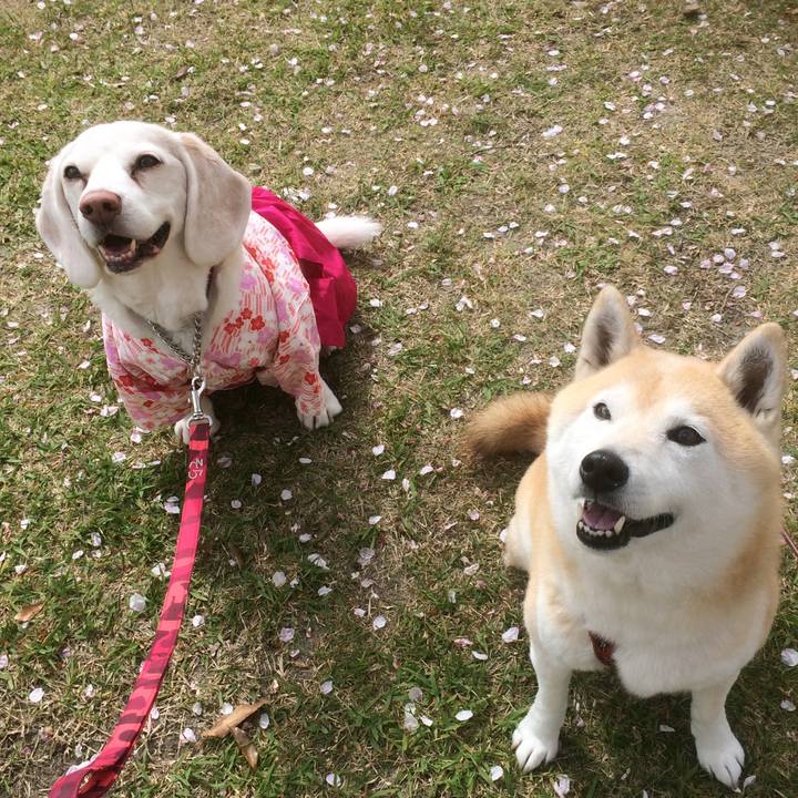 E51ce225 34b3 481f a33a e91a1db78c1f 1554622791535