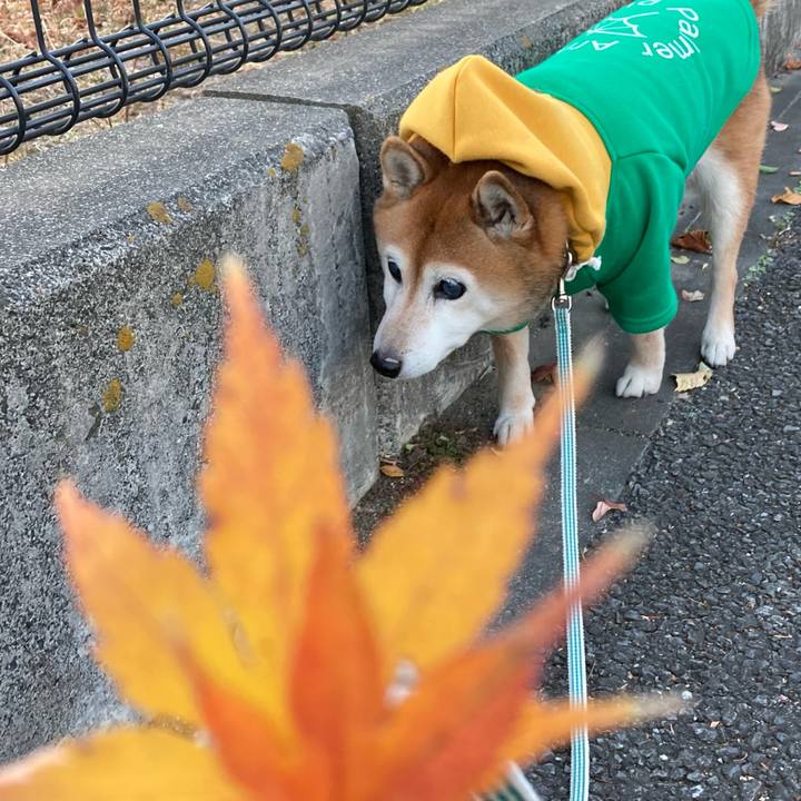 E51dec79 458d 402e 88f0 fafef344e5aa 1734772376583