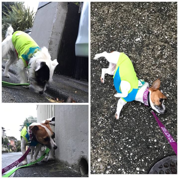 E51e672e d5f6 4c04 8e7b 0bd8c285d357 1508919471260