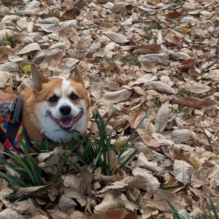 E51feaae 3045 4cdf 9a96 bb1653d26b31 1765509997130