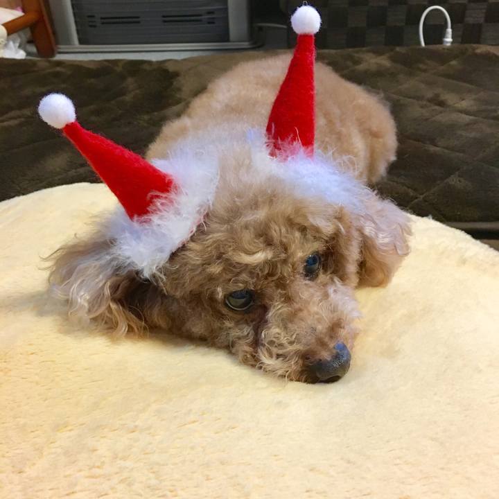 E5209dc4 85b7 4c5d a69e a968195949b0 1544538983918