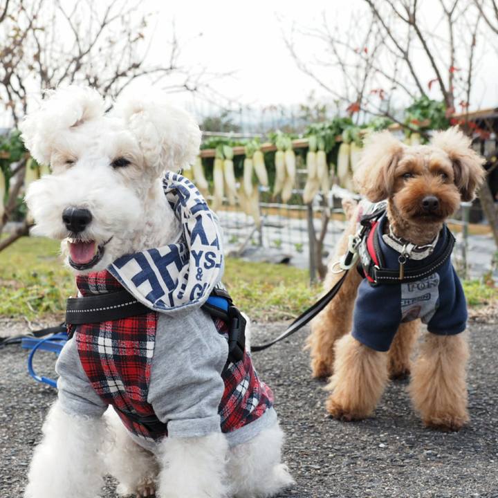 E520d75b a33c 42e0 ba12 65c59ce90866 1511701147512