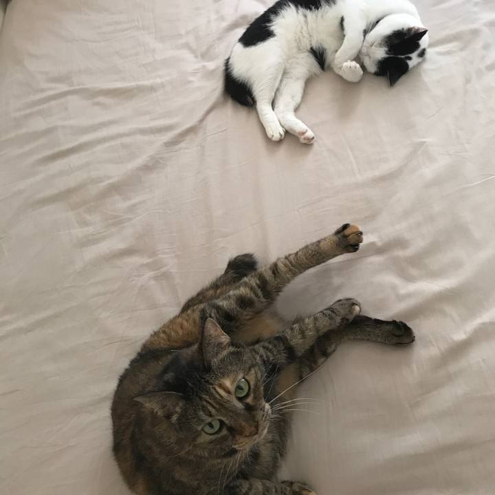 E521147c 12ad 425f 8497 d40c477cb151 1532008457541