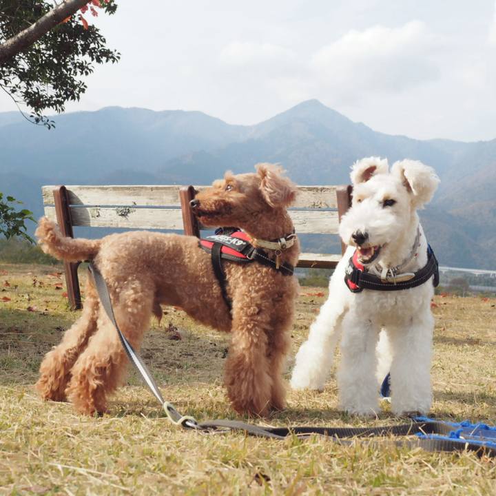 E5211f7e 31a0 4e5c a5b7 b8ae824abda3 1543150515846