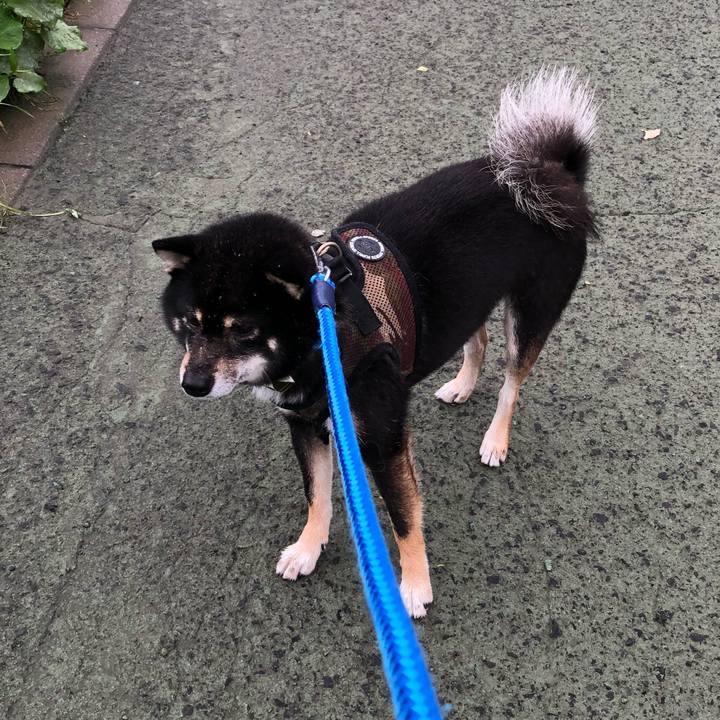 E526c0e0 c2a8 43b4 8492 6020c07febeb 1528853961435