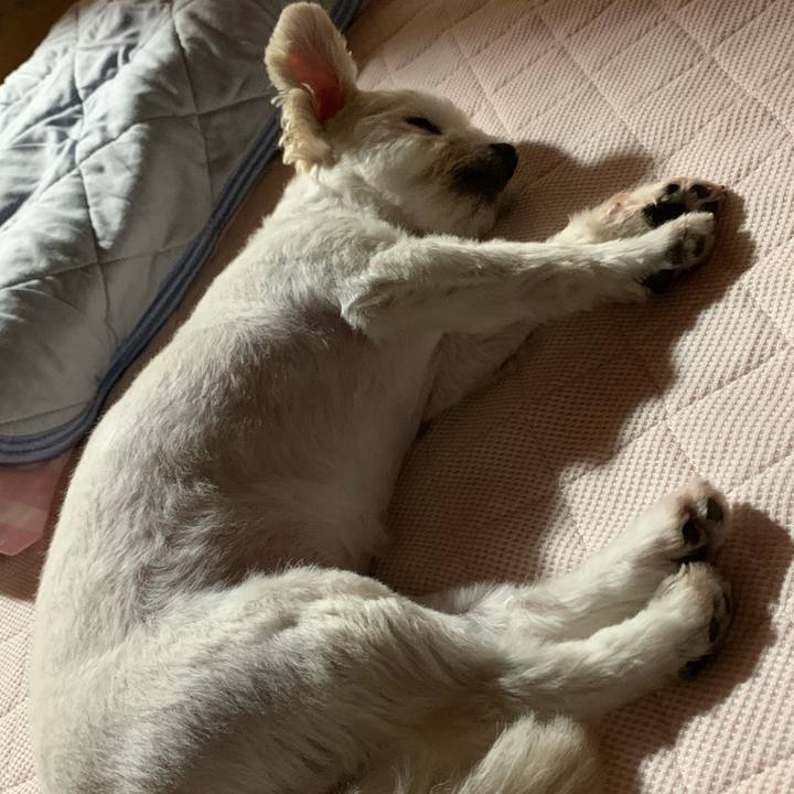 E527ca3e 8f73 411e bb2f 751644fdf6eb 1595416586079