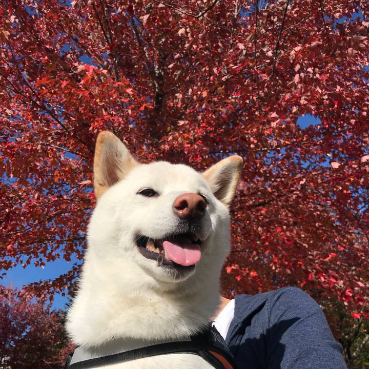 E5291b31 7cfe 4caa be3a 235fdb52b164 1541133020600