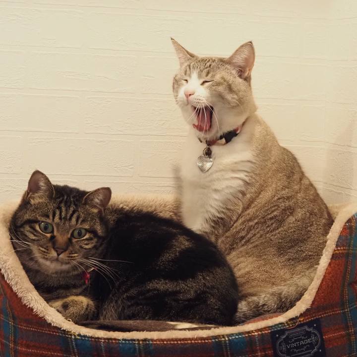 E52b8681 c203 47c1 9263 451d4bf66e98 1617715668746