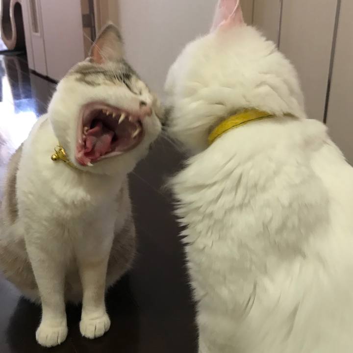 E52c1feb 89d8 4d9d 8aa3 aee07caf7a4d 1525516341537