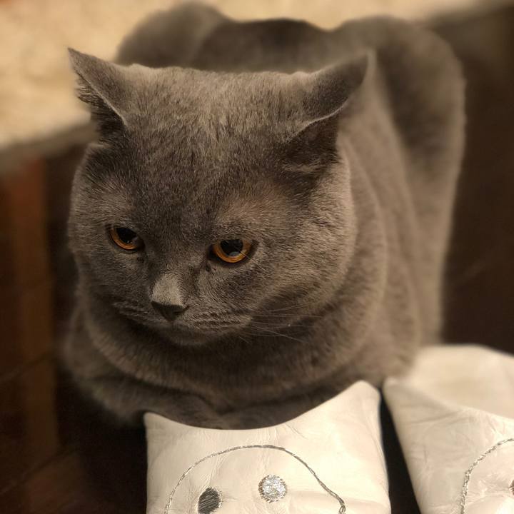 E52c5683 8e33 4fa4 a16c 930ef119bdb4 1511434346524