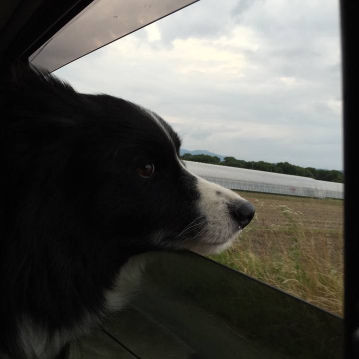 E52dcae1 4541 47cc 90c9 02f0339f433b 1529318501585