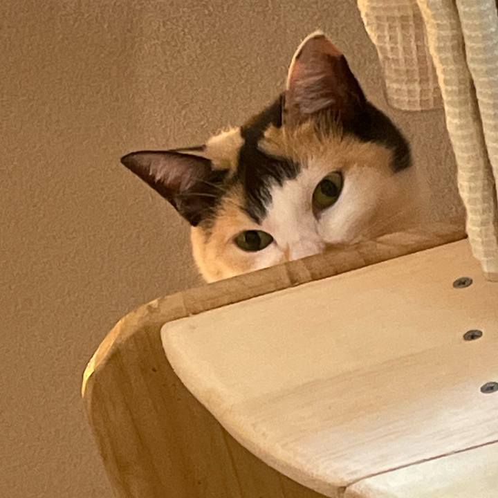 E52f5250 b4be 4fc9 b7f9 9aa819aca6db 1708474875596