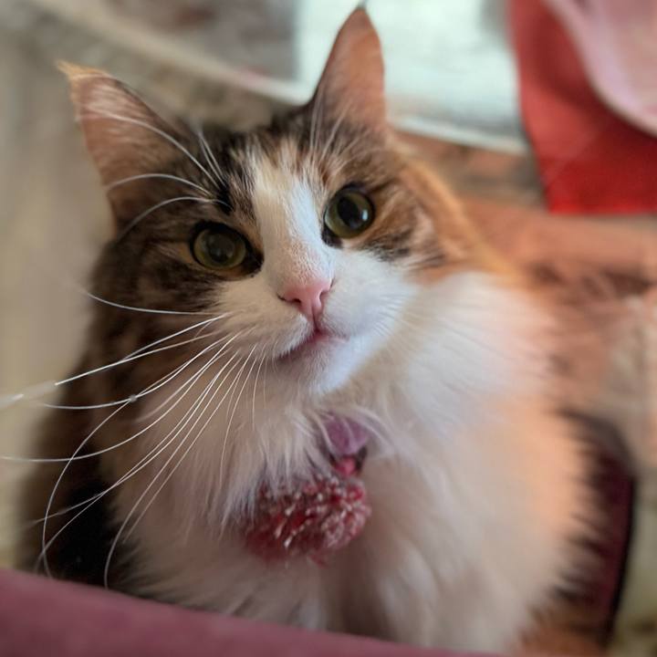 E52fa6e4 2118 43d9 861a 3a044627f9d0 1768016793379