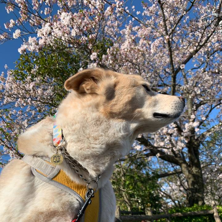 E53299ee f22f 4a0d 961f 7433b4901177 1586834594020