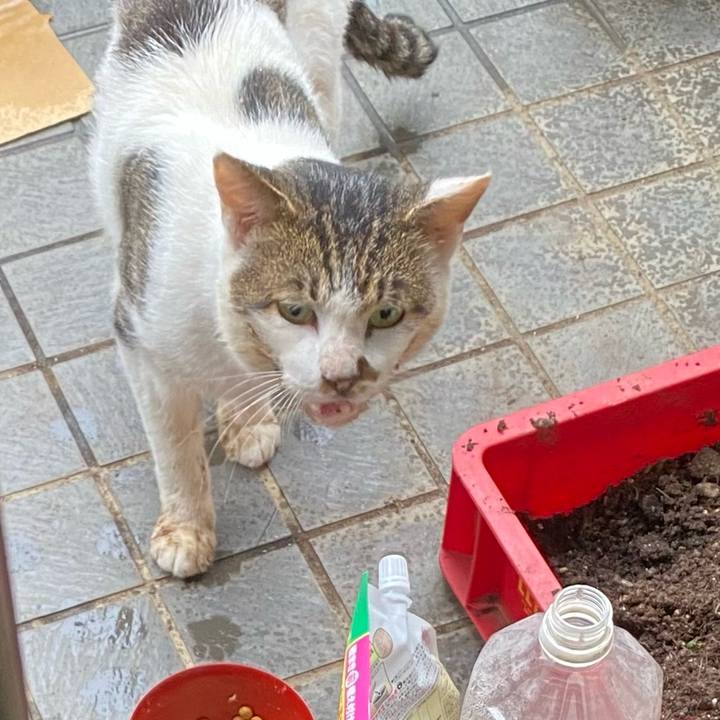 E533ca4f 5634 4f70 822c fe9a1c18cc70 1728542364150