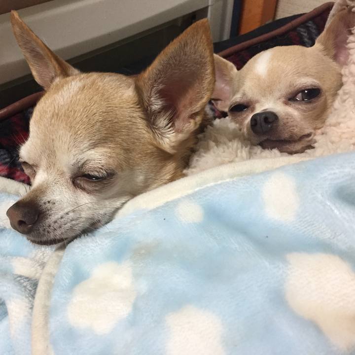 E5374bf8 f7f8 408c a4a9 ce7be8fa4fa2 1513514939199