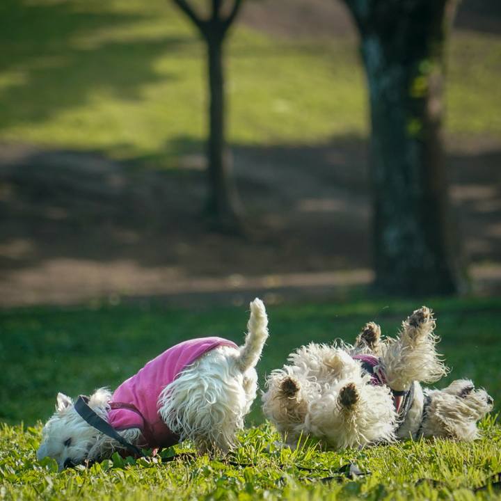 E539874b 2c3f 4b23 bbe6 25eccf75ba49 1526303470424