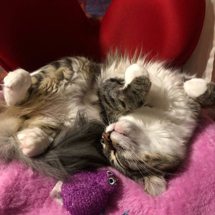 E53c3d49 03e3 4857 953f d5bfd61470d0 1515298558593