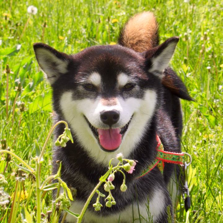 E53c920e 5cf9 40ba ad25 f1b5cf220fa7 1589413389821