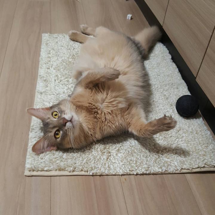 E53e62c2 a4b4 4e93 85c2 b4e5e538b544 1534588241509