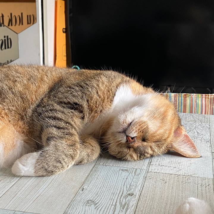 E53fa709 6abb 4bcb 882a e651ac9ba06a 1593219682201