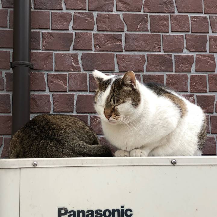 E540134e 8e6a 4795 8ec0 d0a74f4d5cd1 1515494404493