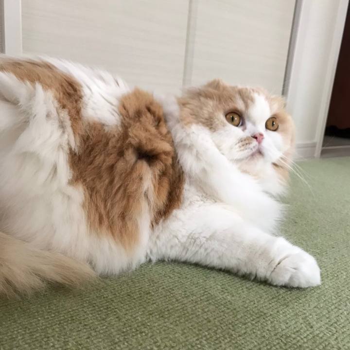 E54258e7 bef8 4efc a0fc 17c8fd7af890 1590411070832