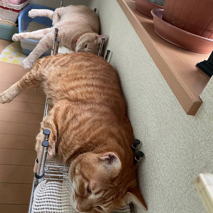 E54729c7 e223 4712 addc b503a0b0e89c 1607601231705