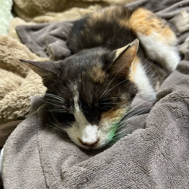 E548fdd5 7029 46e1 a0c1 f098bea83fef 1735889682388