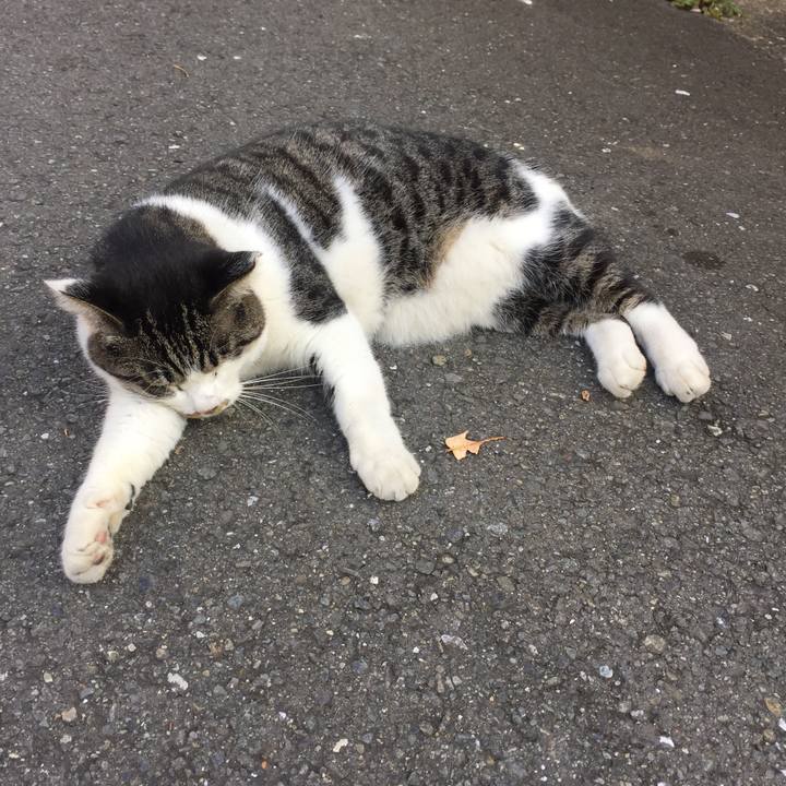 E5491e04 e81f 44b7 af2e 74140e09e7e6 1507790600695