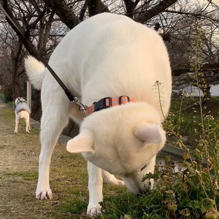 E54a57a1 69d4 457b b6f0 ed11bd062f0f 1549798693085