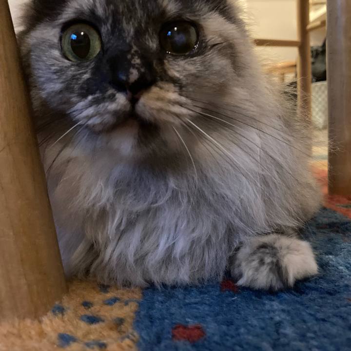 E54f5ad9 719d 499a a625 19bf68a11589 1738151604581