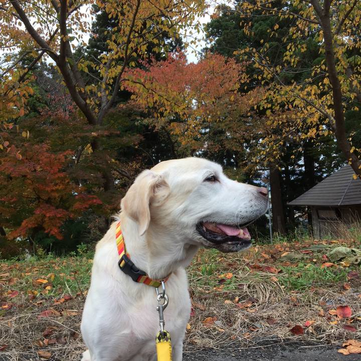 E5504d42 dd39 4591 a52d 267c5740527f 1510105225532