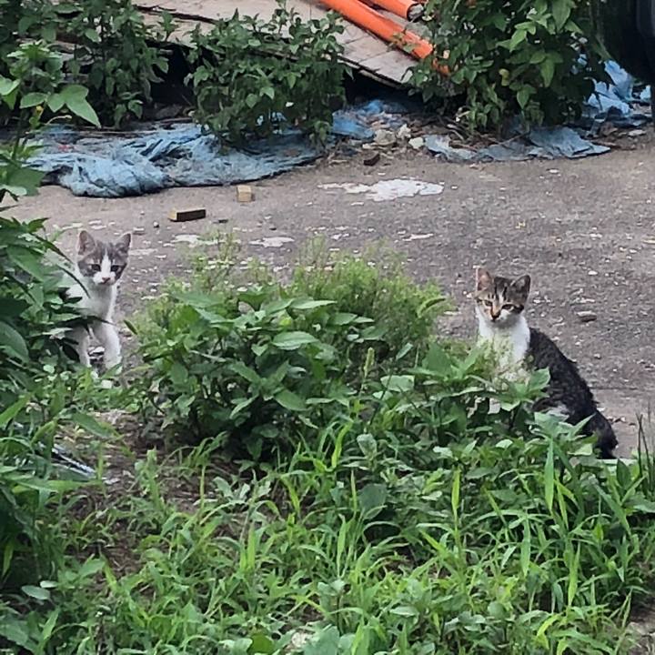 E551836c 7057 472e 99df 99d1889fece7 1530109134512