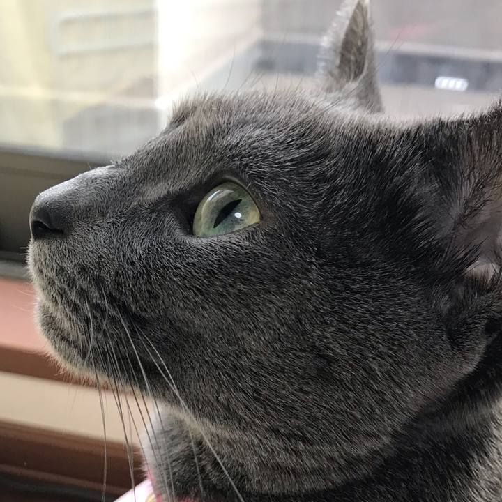 E554c450 9e17 40ad a92c 9768f2ac91b5 1543649752083