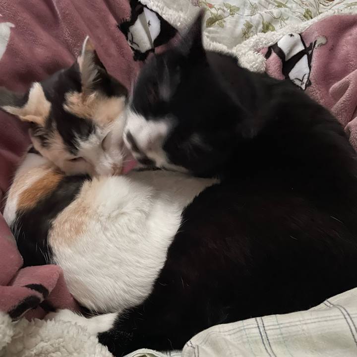 E555023b b6f8 44aa b639 2358ae961bb5 1743738798448