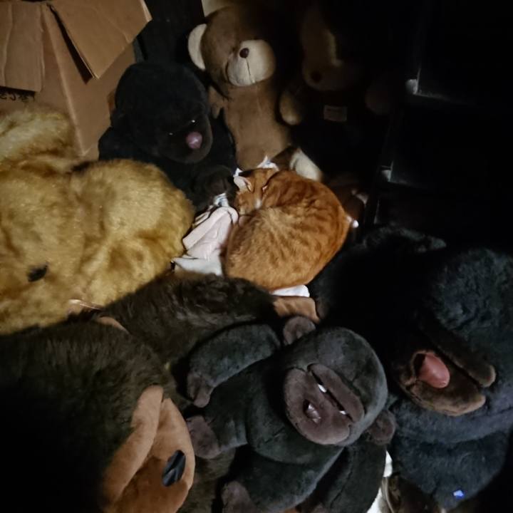 E556f494 5a48 4ee5 b961 c146945221d9 1606736486394