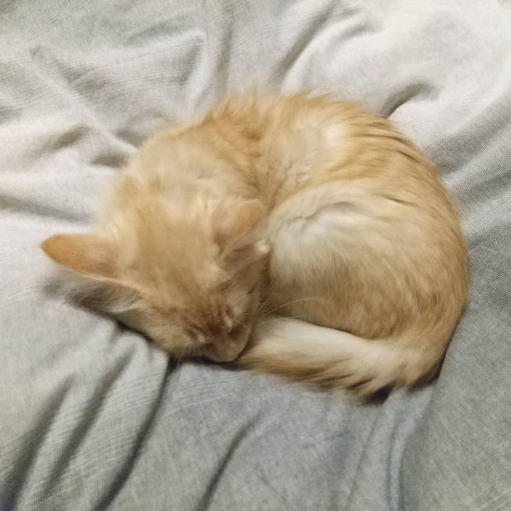 E557fe43 9fa4 422c a342 ec0ccfdbd2b3 1606001603376