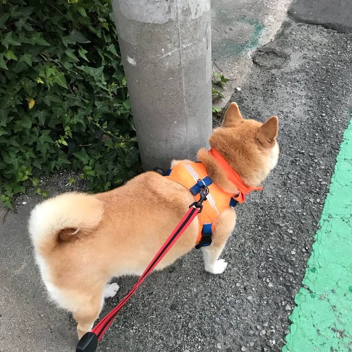 E55b3304 7374 43be b462 69301575cf7a 1533037766108