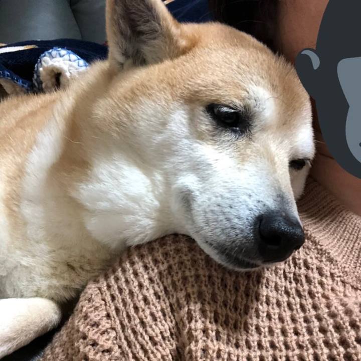 E55b9cc9 a727 4a09 a314 99d9e2e999f9 1585143203330