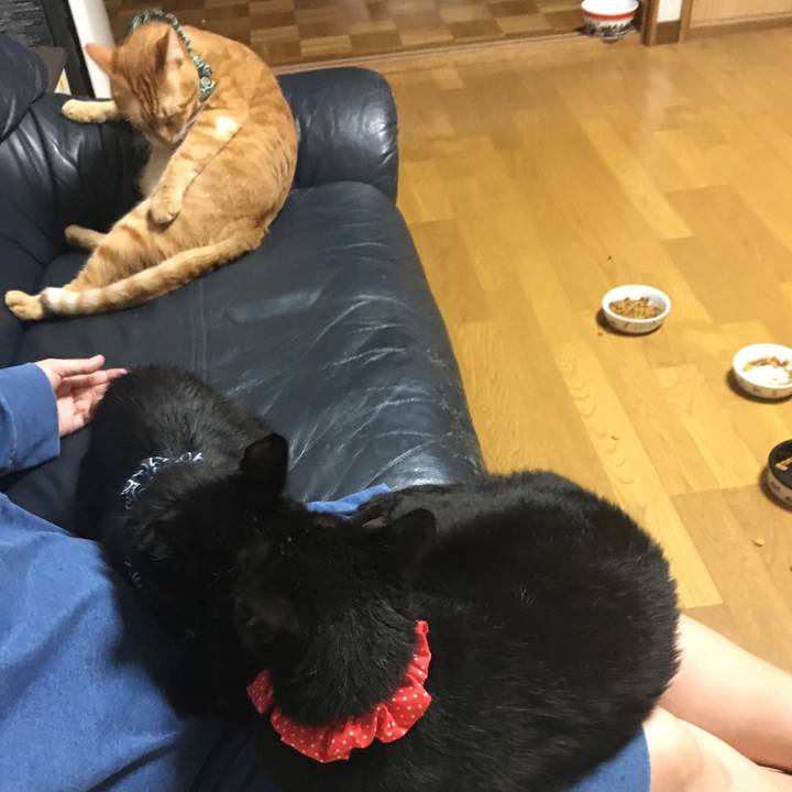 E55c0796 10ac 4176 8a02 400cee822dad 1536326862286