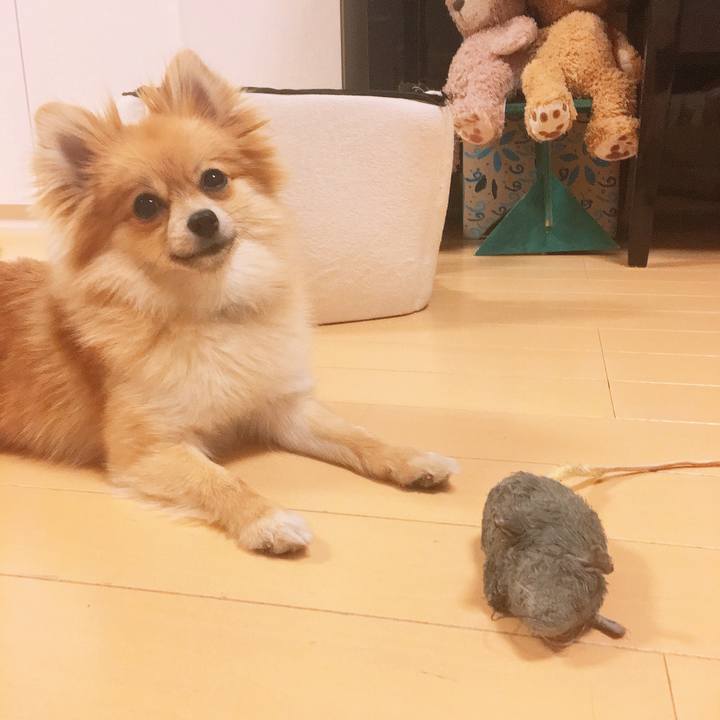 E55c5138 78b7 40e0 8fd6 73eea321a602 1523966142254