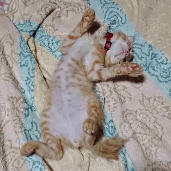 E55d5460 76b3 49ae a82b 6f2bc0d2505e 1628434198384