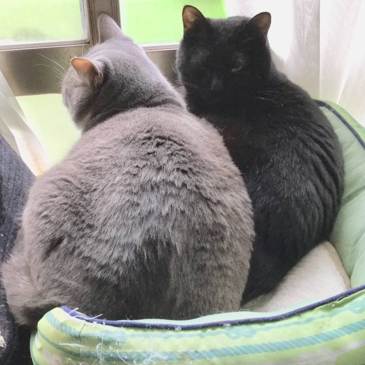 E55f1b4f 4e73 44c3 b910 703e50ae474c 1589974748504