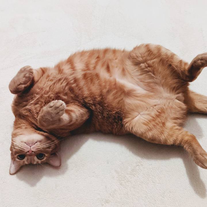 E55f9a9d 4c74 4f7e ba51 068840029257 1636636036582