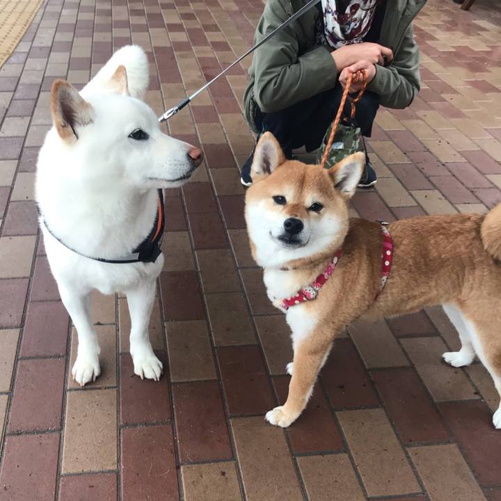 E56014e5 72ef 4f57 a37f 4080cfd4b420 1556610830076