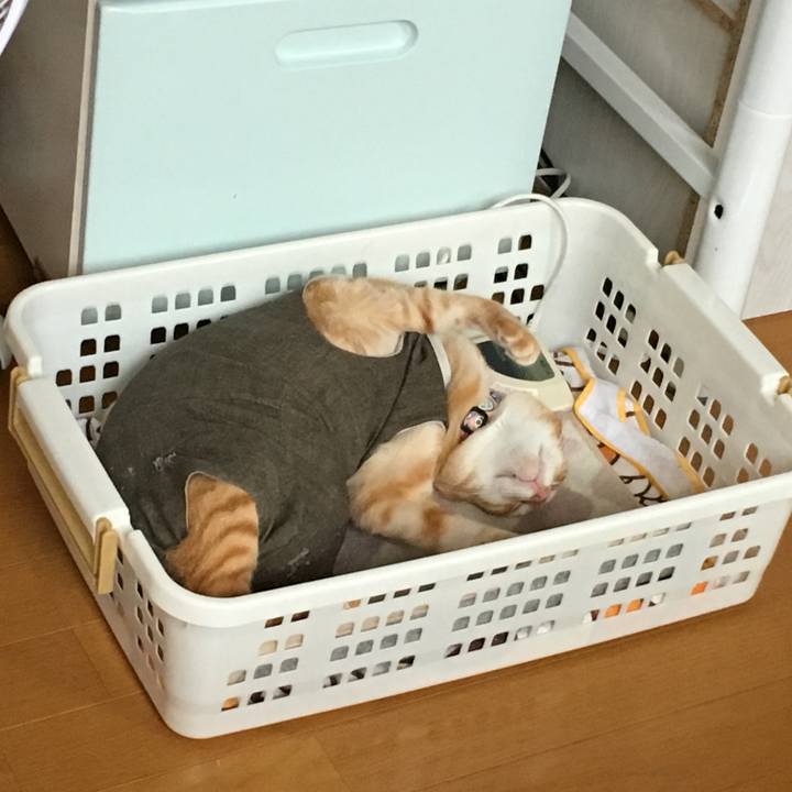 E5604f2c 66f1 4e52 832e c8da384254bb 1536449124756