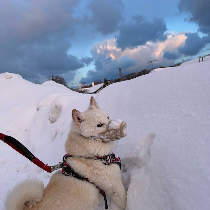 E561d9e5 e975 462d 8491 bb7405827f0f 1770848034278