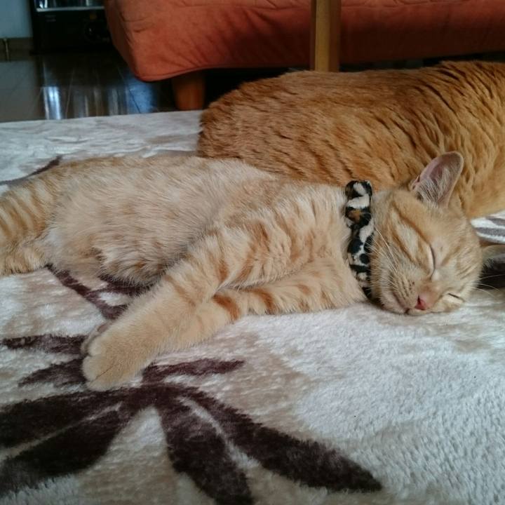 E56f547a a44f 4ffd 957e 4e2e97bc596f 1542683306721